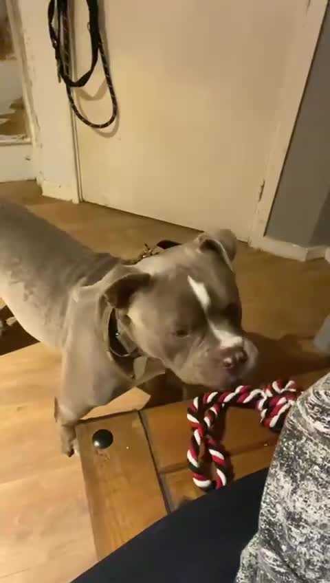 Mixed Breed dogs for sale: Blue  - Video 1