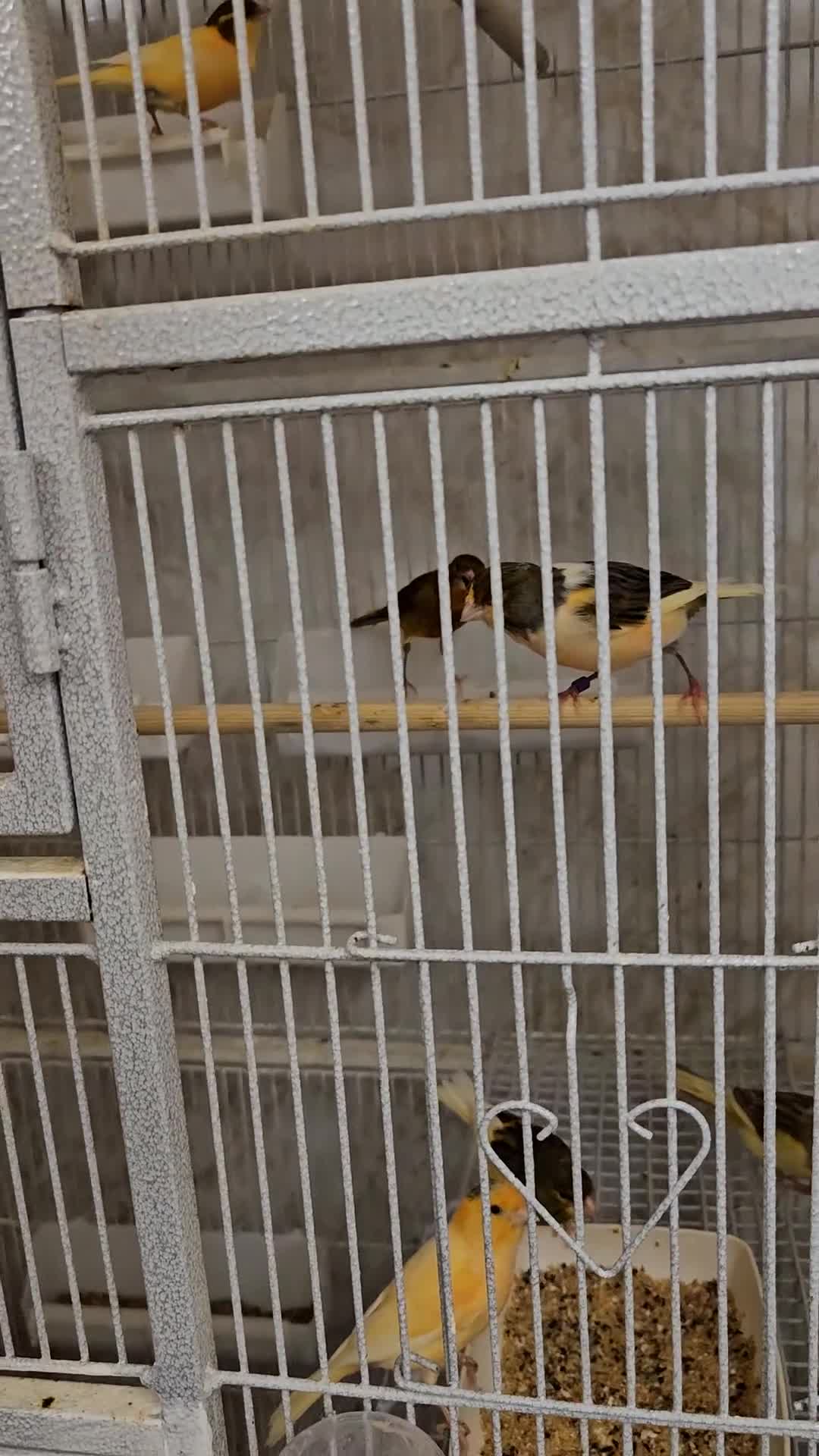 Canaries birds for sale: Beautiful healthy canaries for sale in Manchester  - Video 2