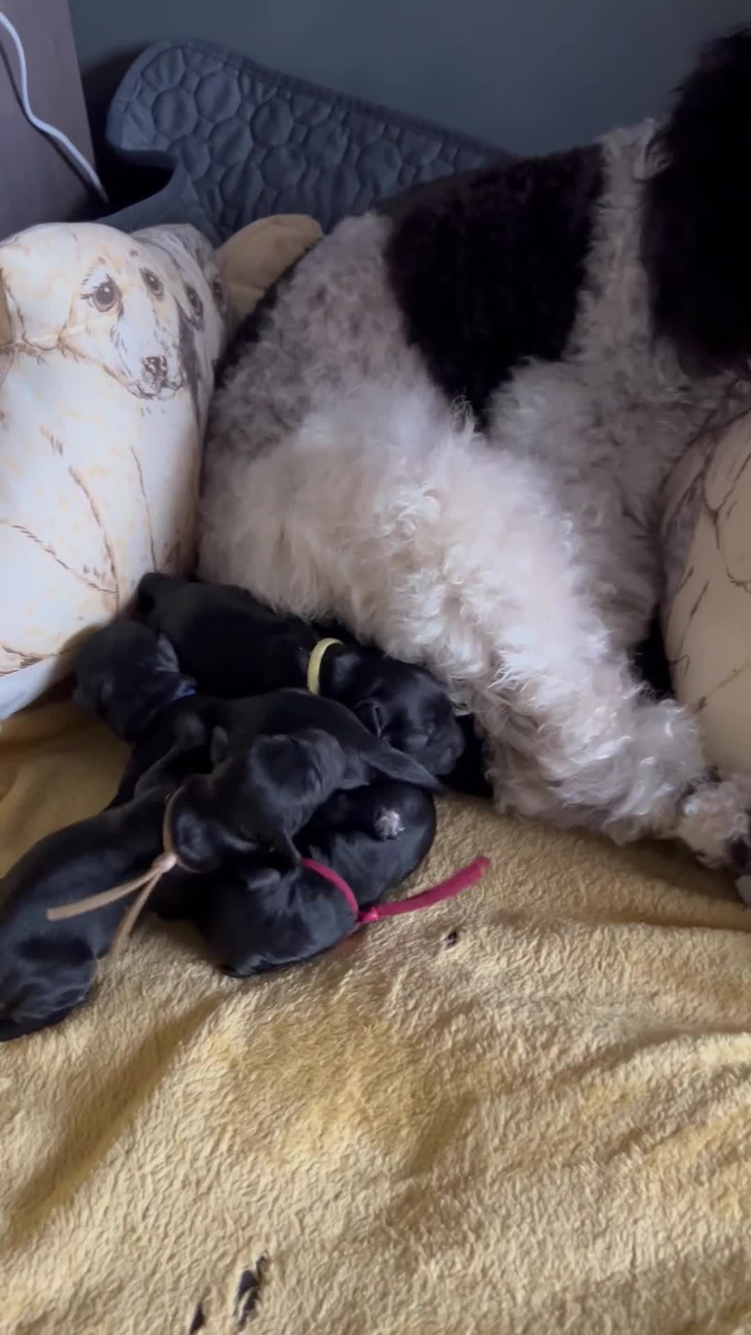 Cockapoo dogs for sale:  **  Cockapoos. Adorable F1 puppies - Video 2