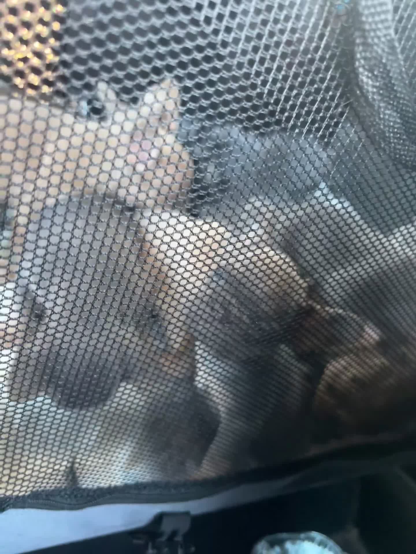 French Bulldog dogs for sale:  8 Gorgeous lap warmers 🐶  - Video 1