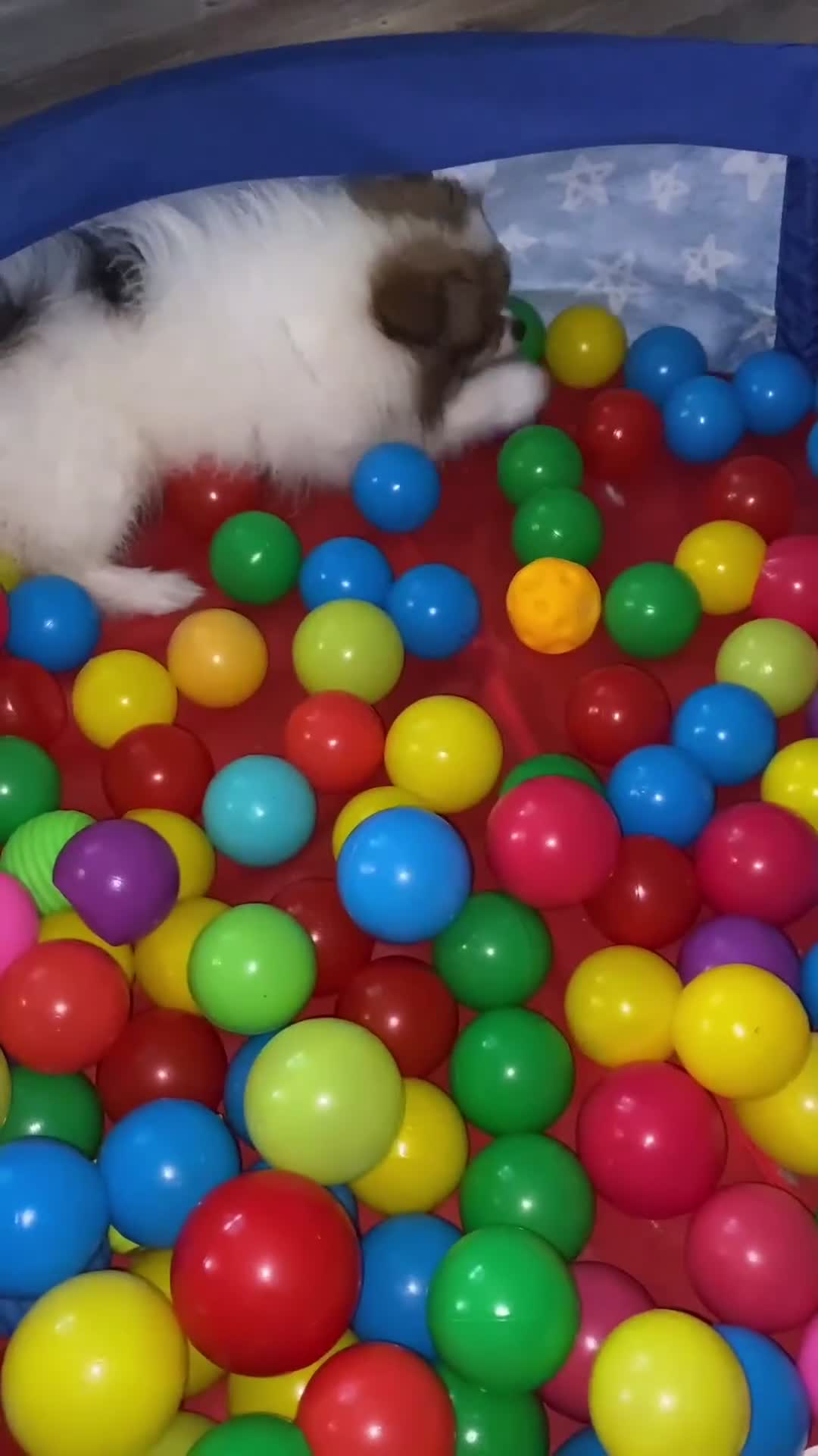 Pomeranian dogs for sale: Perfect Pom Pom  - Video 3