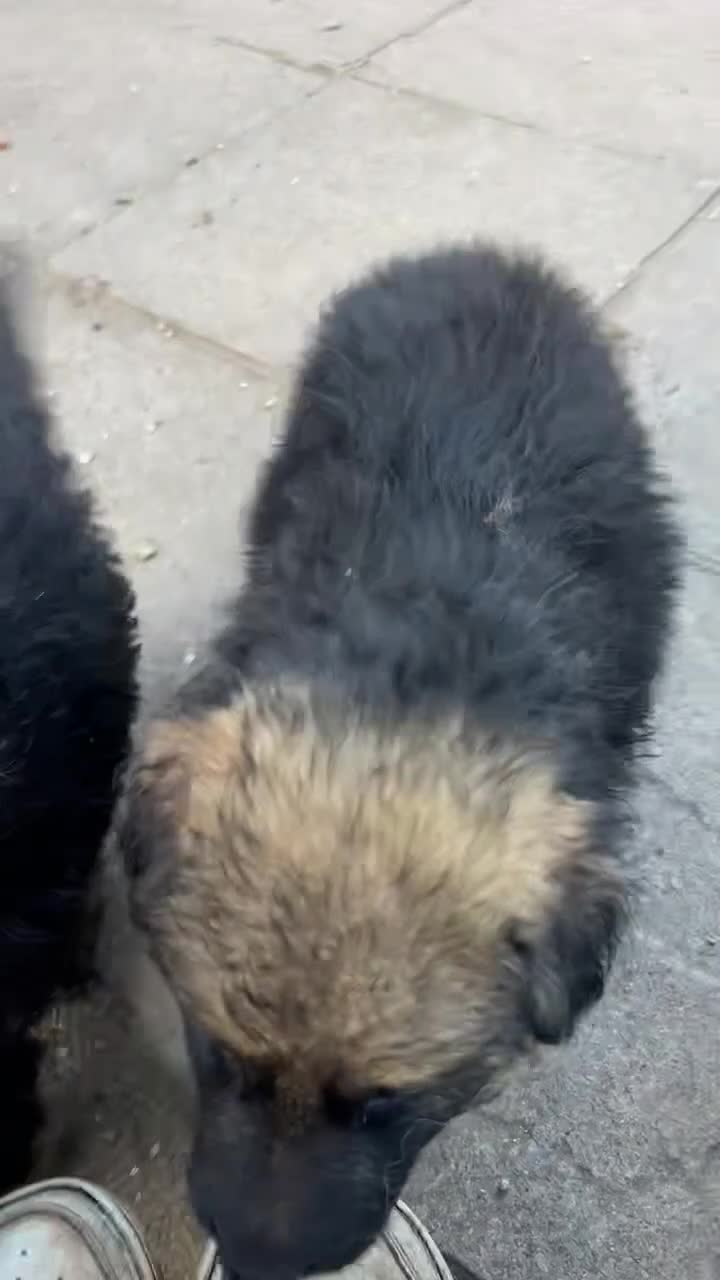 German Shepherd dogs for sale: Medium/long haired German shepherd puppies  - Video 1