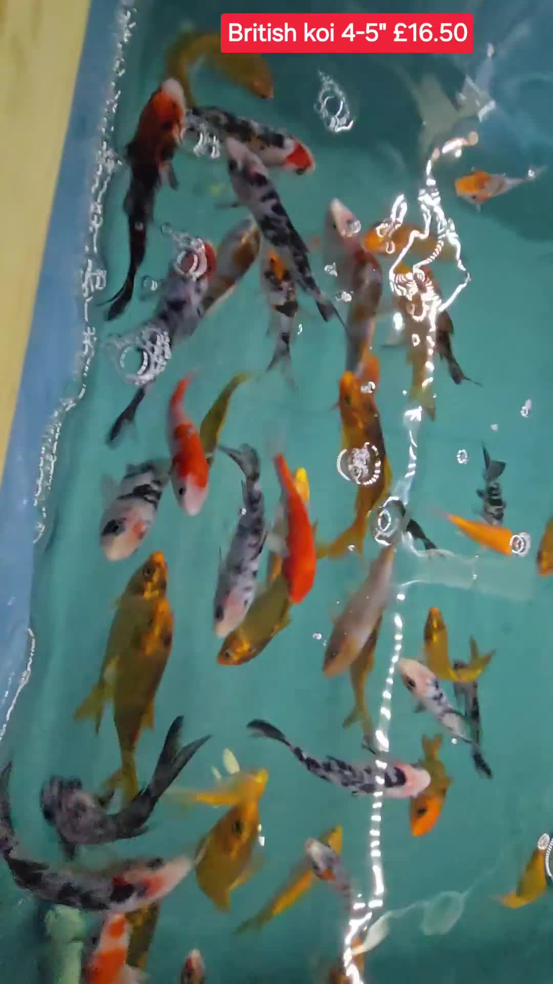 Koi Carp fish for sale: Koi + other All different Price @Tameside Aquatics - Video 2