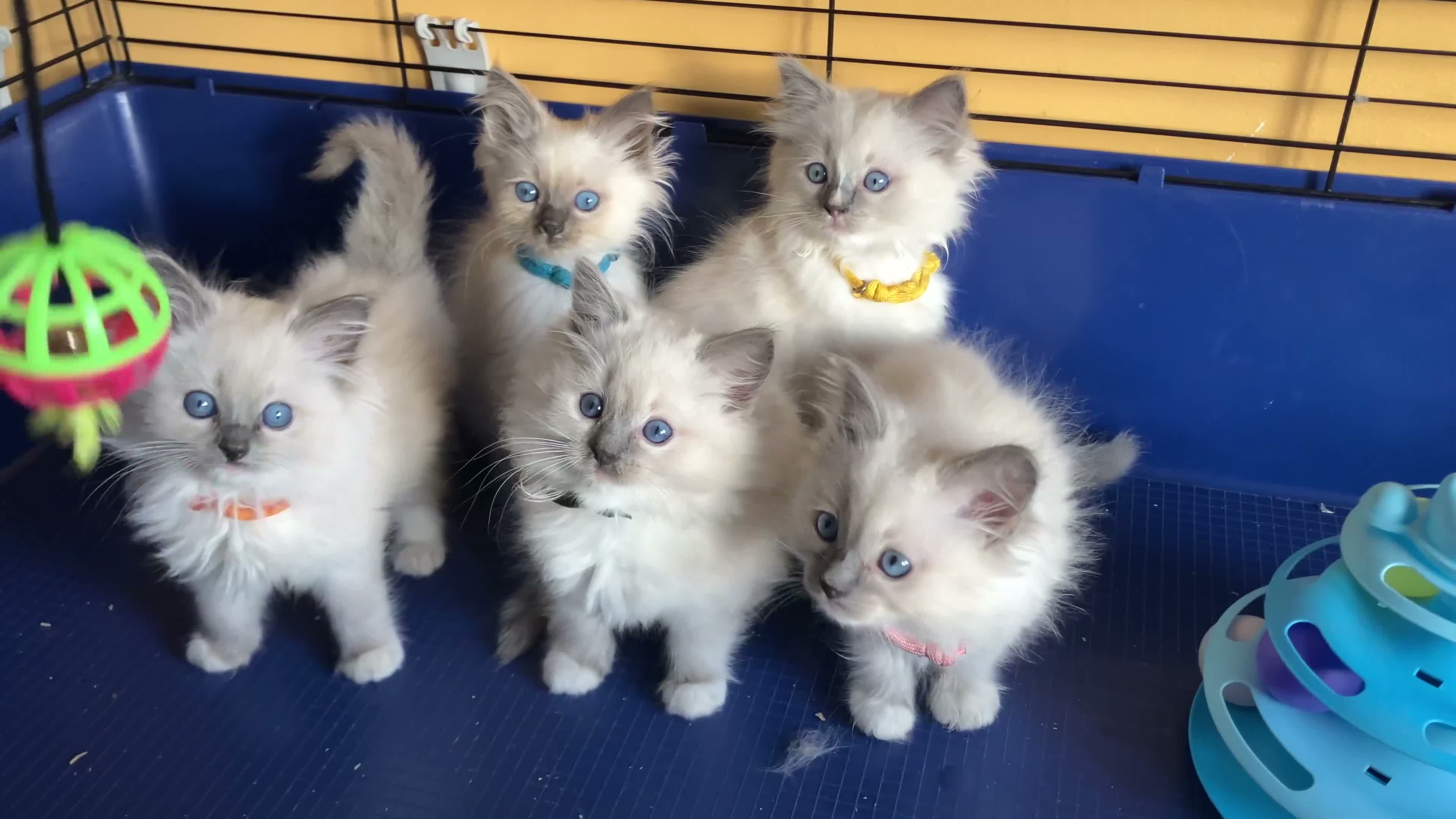 Ragdoll cats for sale: GCCF Ragdoll 🏆Champion Bloodline🌟5-Gen Pedigrees - Video 3