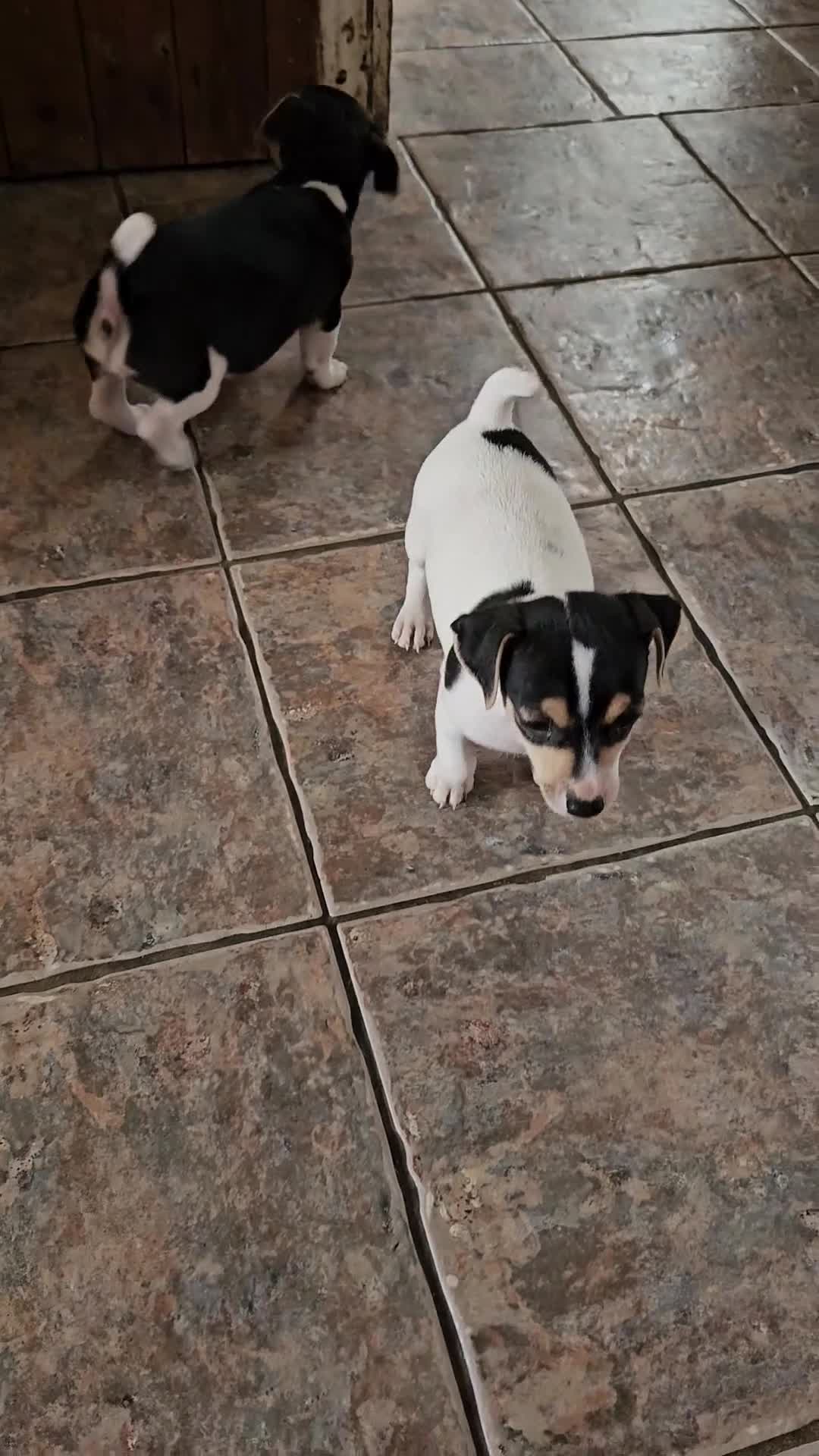 Jack Russell dogs for sale: Smooth coated Jack Russell dog pups - Video 1