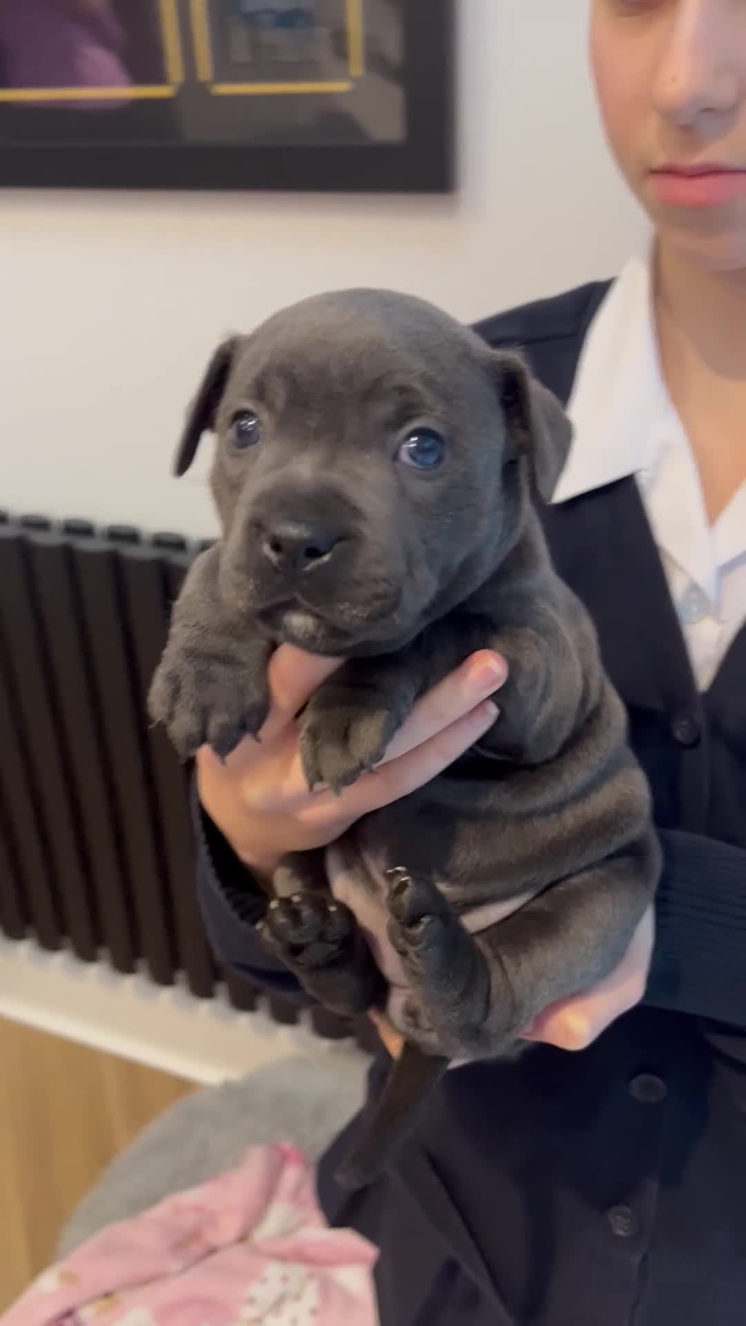 Staffordshire Bull Terrier dogs for sale: KC registered female Staffordshire bull terriors in Wirral - Video 3