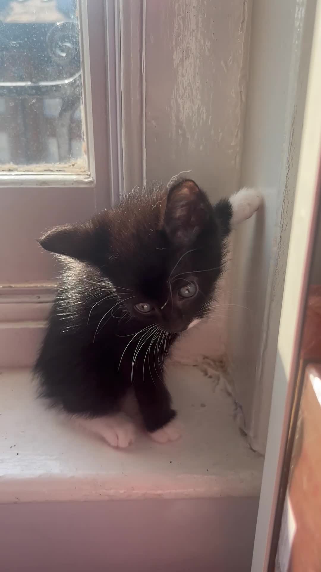 Mixed Breed cats for sale: Adorable 5 Kittens Looking for Forever Homes 🐾 - Video 1