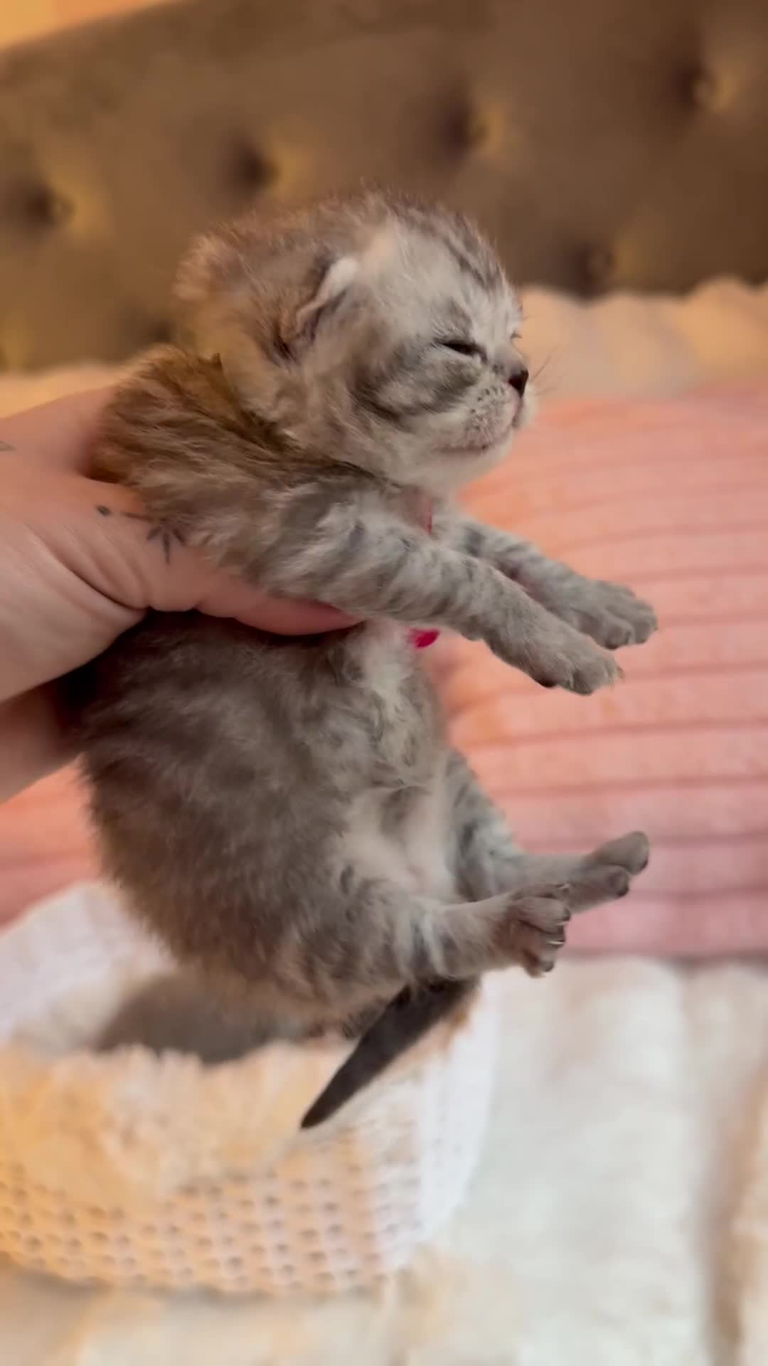 British Shorthair cats for sale: British Shorthair kittens Champion Line 🥇🏆😻 - Video 1