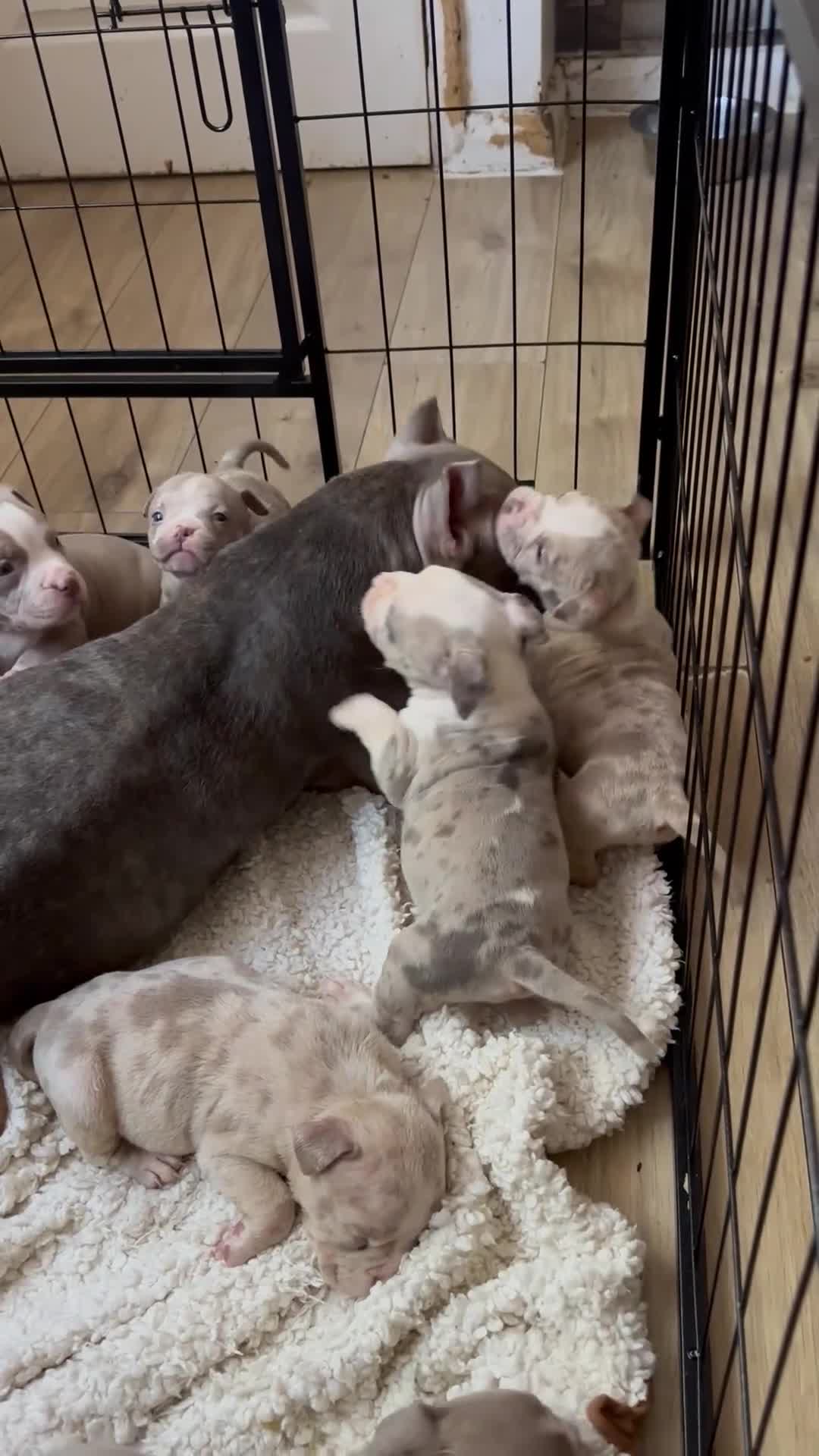 American Bully dogs for sale: 🐾 ABKC Registered Micro/Pocket Bully Puppies! 🐾 - Video 2