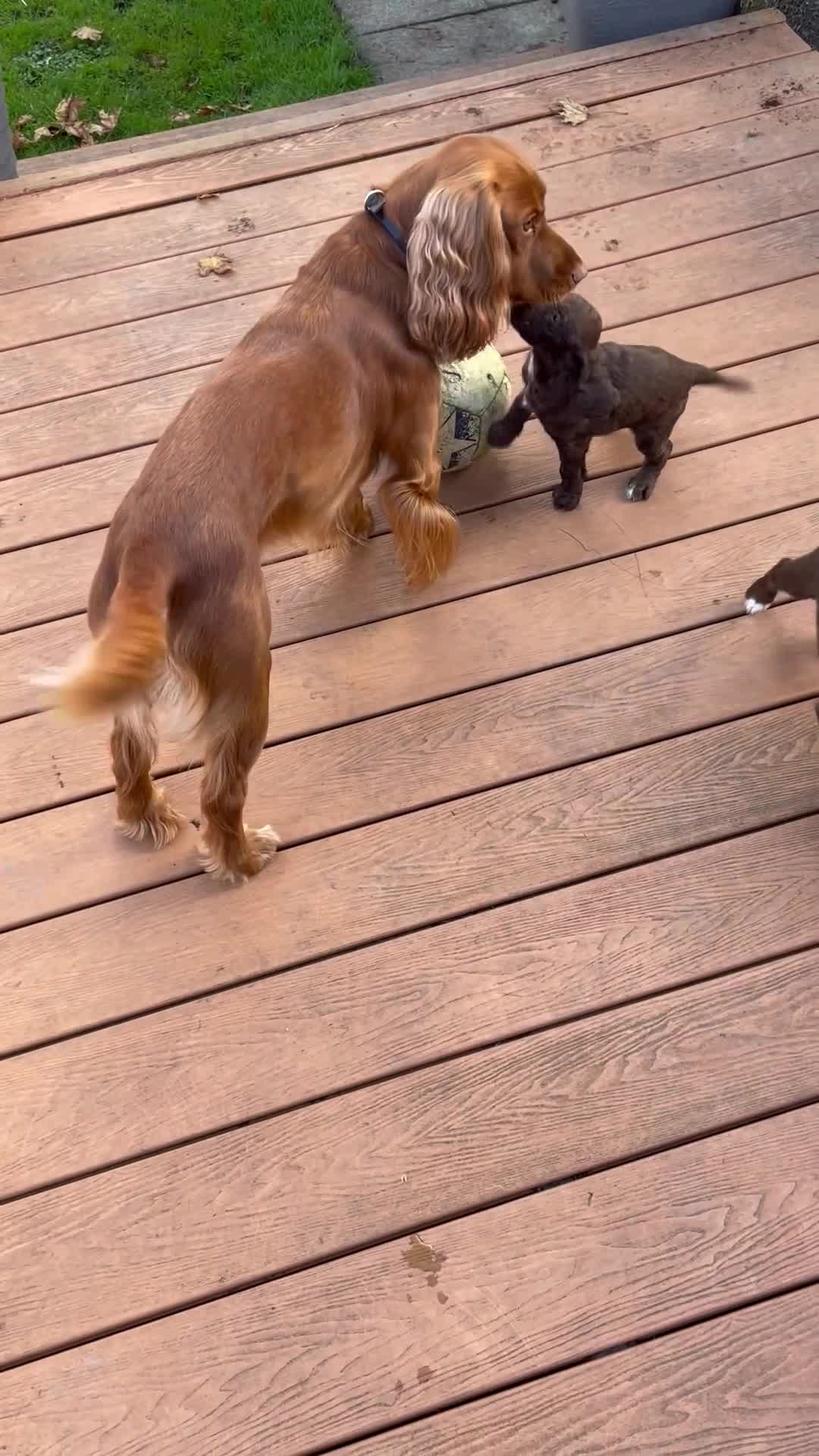 Cocker Spaniel dogs for sale: Adorable working cocker spaniel puppies  - Video 5