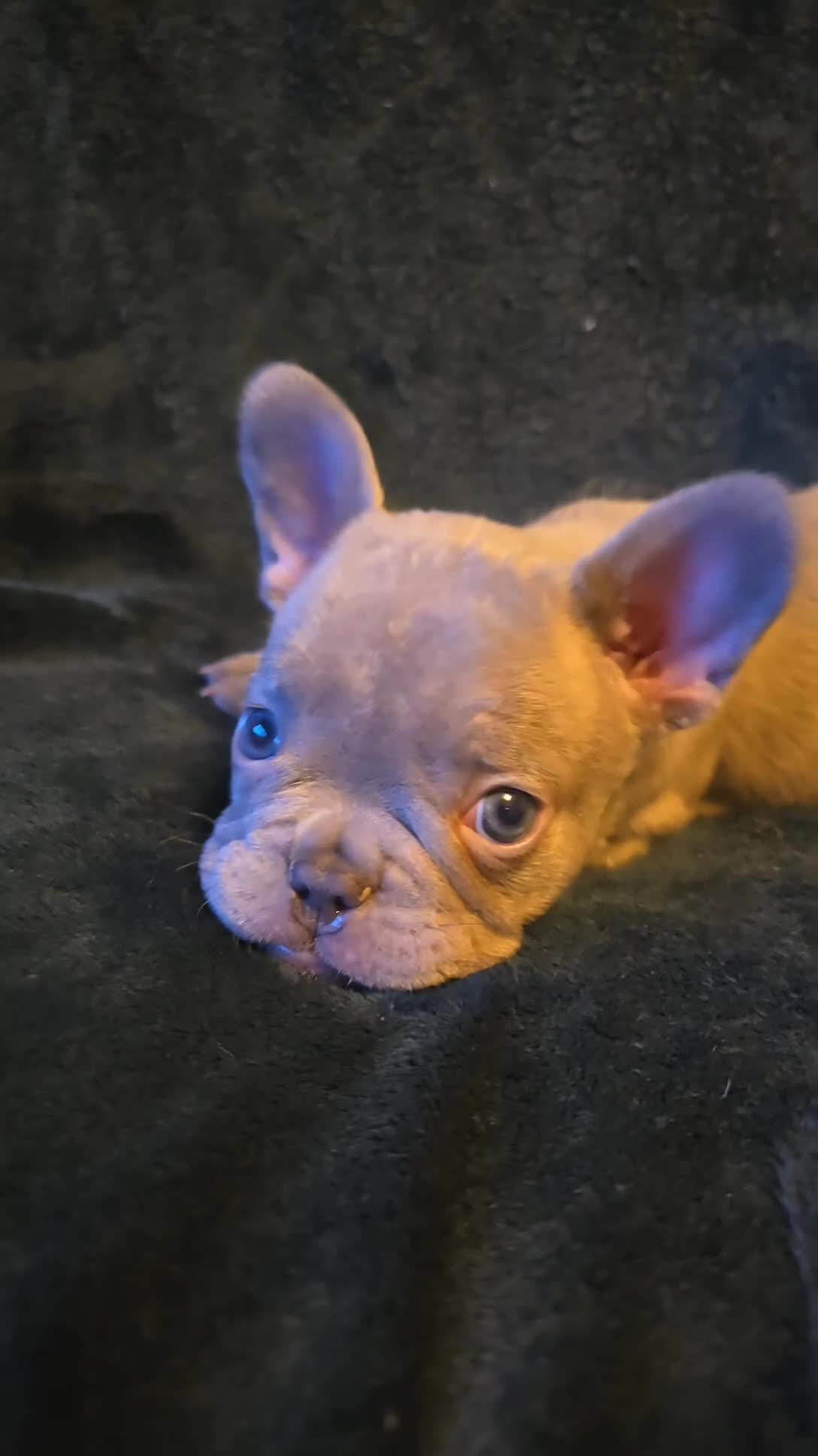French Bulldog dogs for sale: French Bulldog Puppies  - Video 1