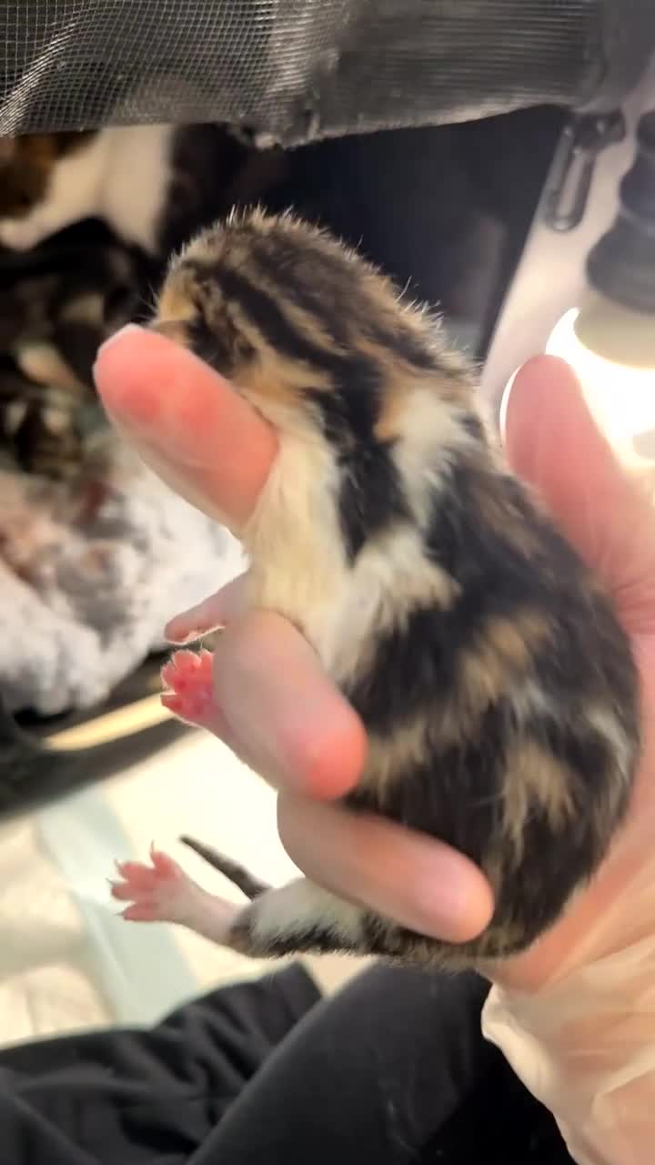 Bengal cats for sale: Bengal x ragdoll kittens  in Highbridge - Video 1