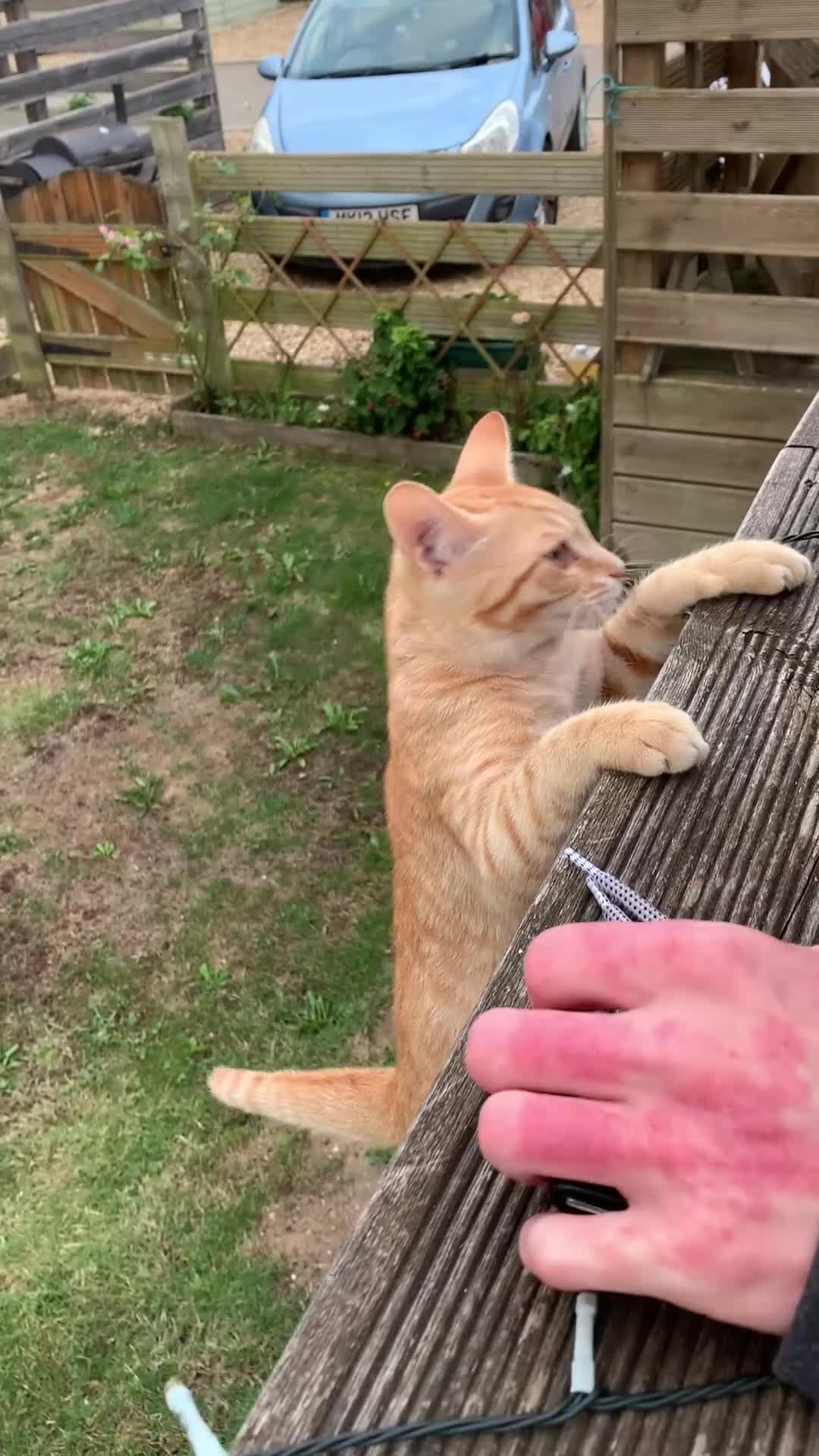 Mixed Breed cats for sale: Bengal x Spyhnx kittens  - Video 2