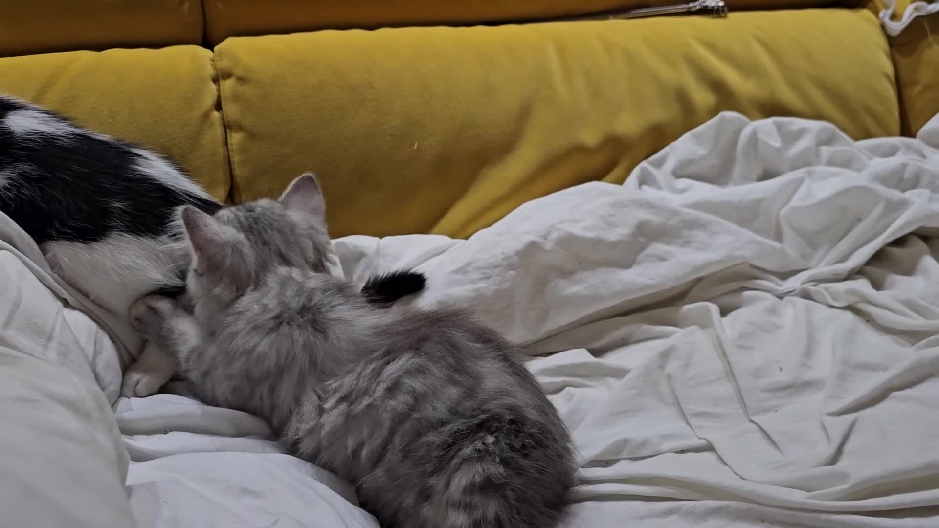 Persian cats for sale: 🐱 last kitten, heart melting Persian Kitten - Video 1