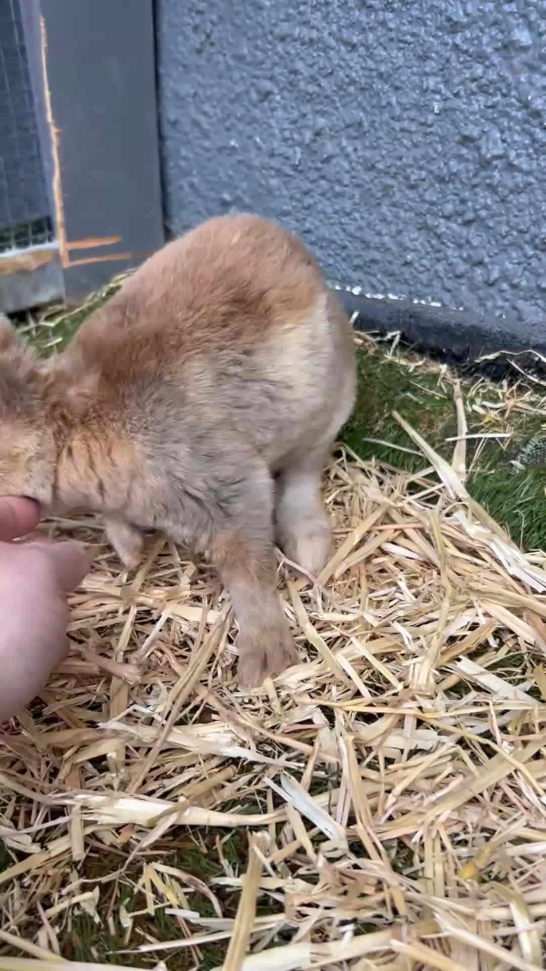 Mixed Breed rabbits for sale: Adorable baby rabbits for sale. Ready now - Video 5