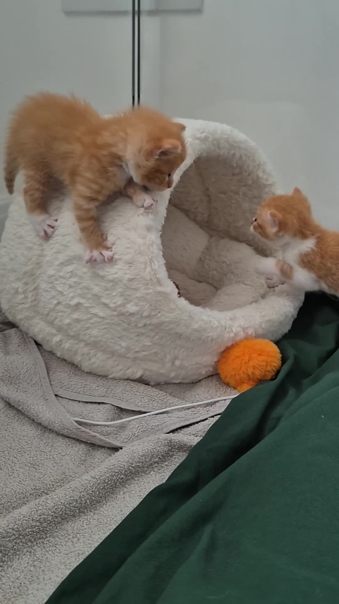Mixed Breed cats for sale: Beautiful Playful Ginger & Tri-Colour Kittens 🐾 - Video 3