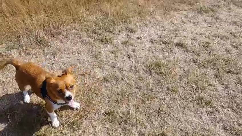 Mixed Breed dogs for adoption: Rielle - Video 1