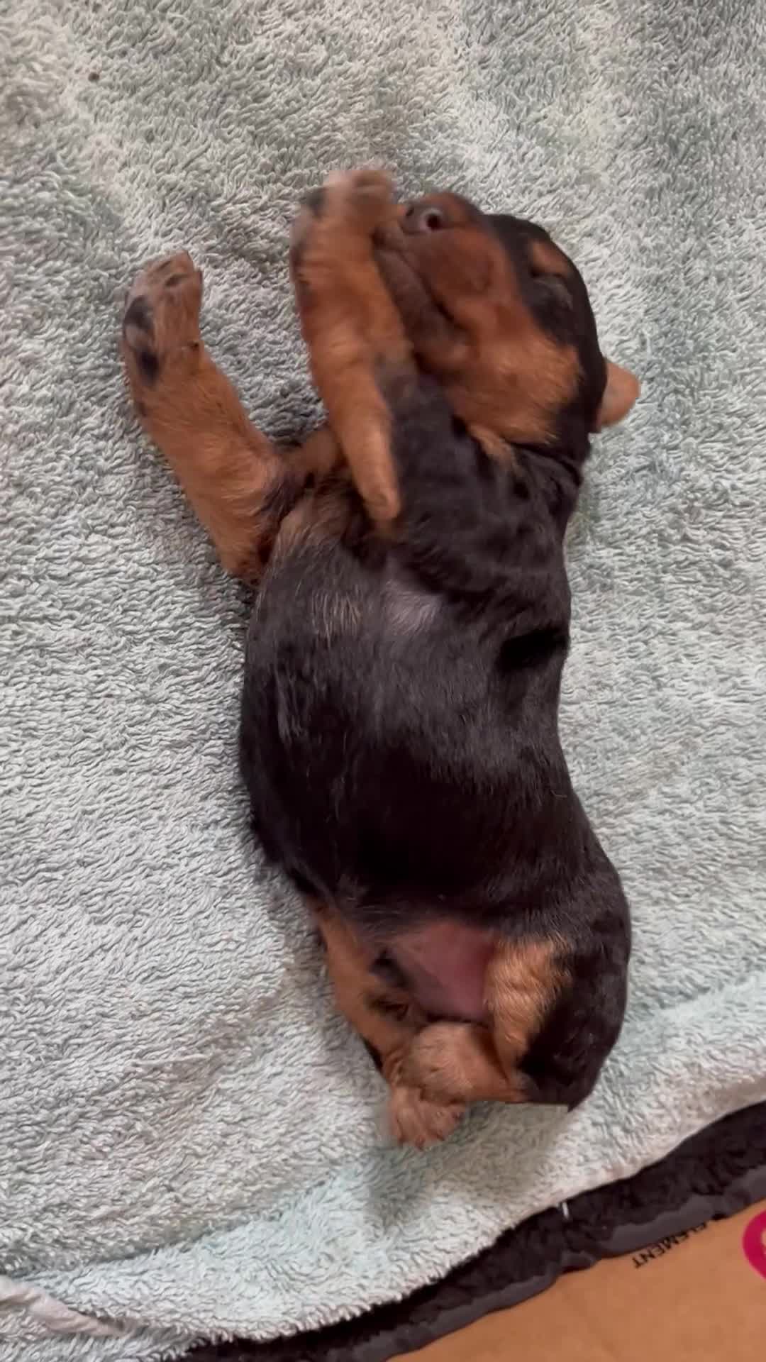 Welsh Terrier dogs for sale: Top Quality Welsh Terrier Male Puppies for Sale - Video 2
