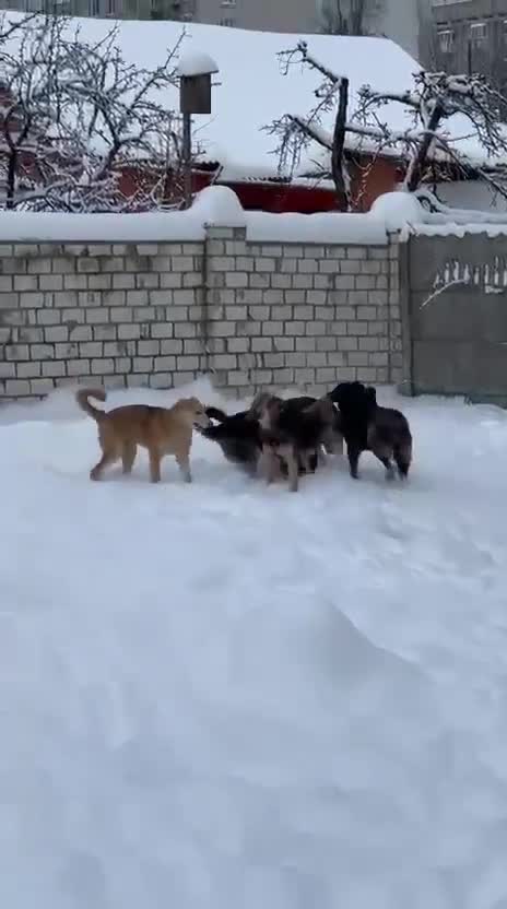 Golden Retriever dogs for adoption: 🐾 GOLDIE – Male Golden Retriever - Video 1