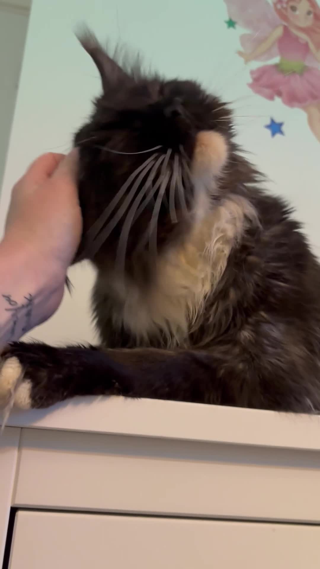 Maine Coon cats for sale: XL Russian Maine Coon X Standard longhair - Video 2