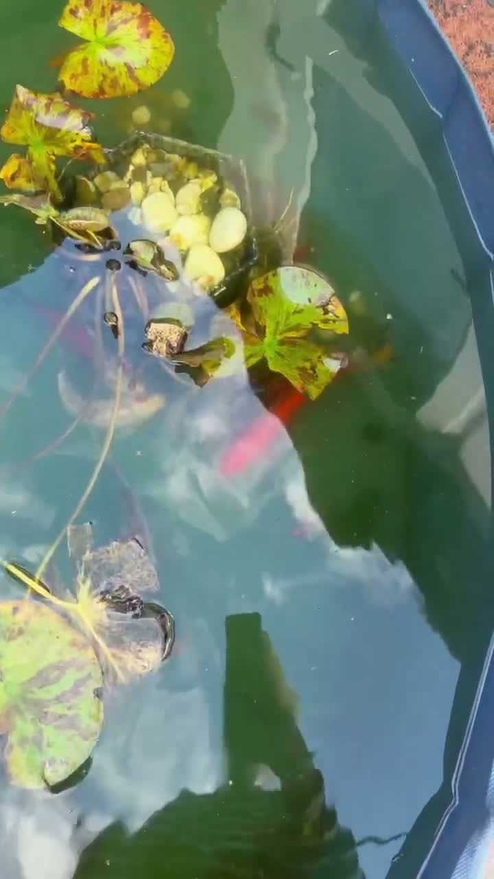 Pond Fish fish for sale: An array of different fan tail and gold fish  in Cambridge - Video 2