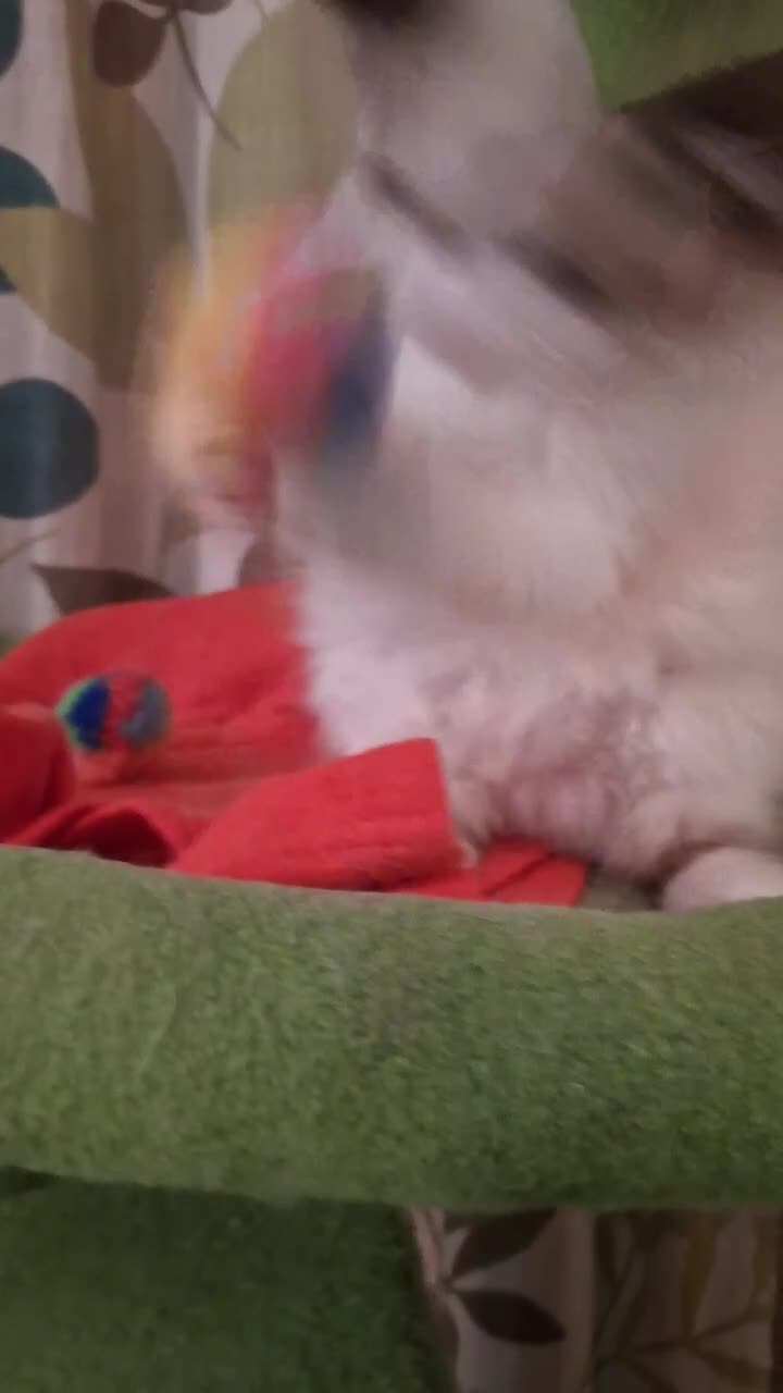 Ragdoll cats for sale: Beautiful female kitten of Ragdoll  - Video 2