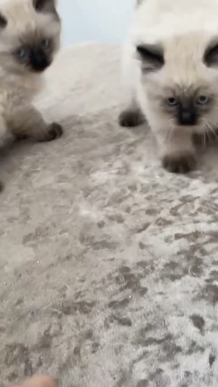 Ragdoll cats for sale: Ragdoll x kittens  in Sutton Coldfield - Video 1