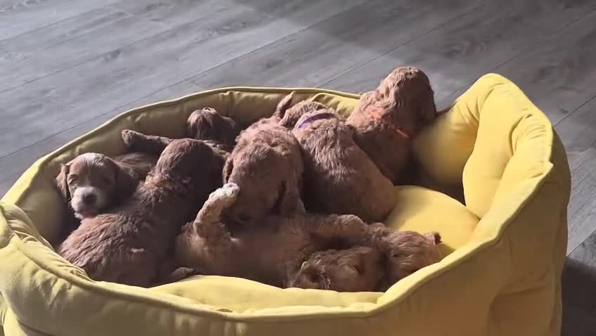 Cavapoo dogs for sale: Adorable Red F1B Cavapoo puppies (5M & 3F) - Video 2