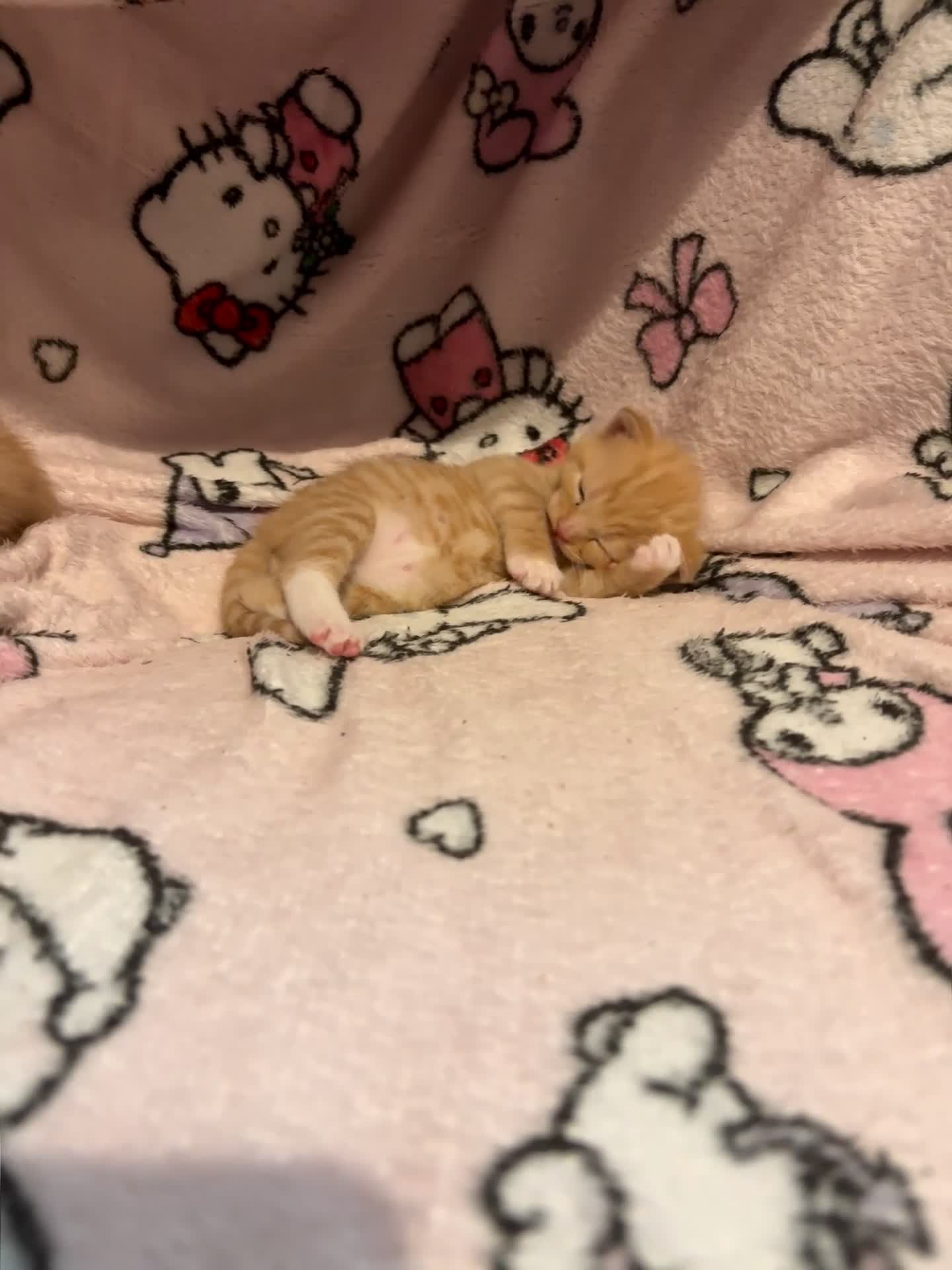 Mixed Breed cats for sale: Kittens for sale in Hounslow - Video 3