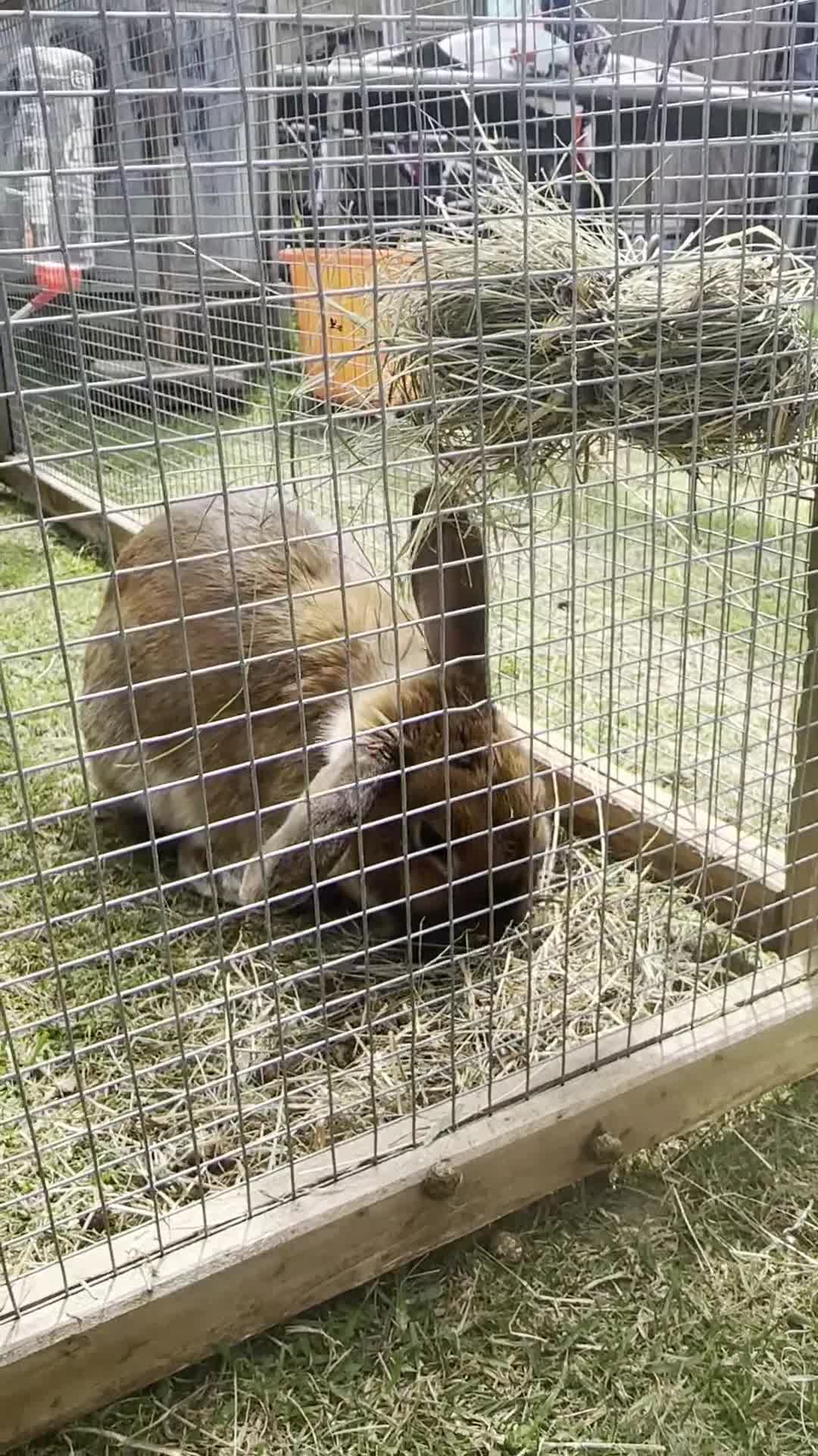 Californian rabbits for sale: 2 Female Californian Rabbits. - Video 4