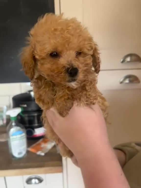 Maltipoo dogs for sale: REDUCED Beautiful maltipoos. GIRL GONE!! - Video 4