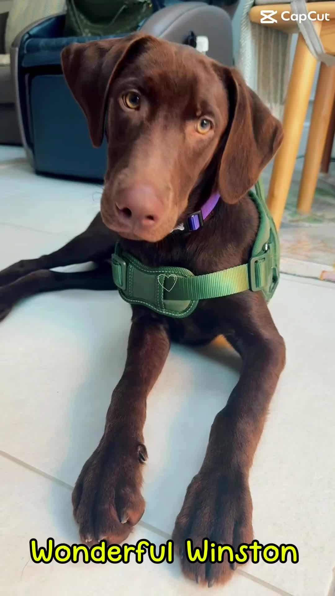 Labrador Retriever dogs for sale: Winston – 6-Month-Old Chocolate Labrador in Addlestone - Video 2