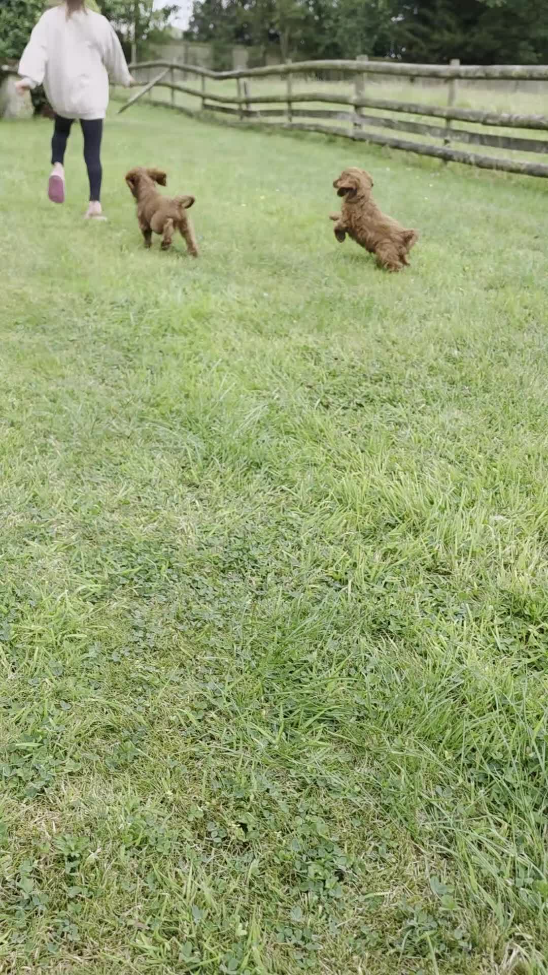 Cockapoo dogs for sale: F1 apricot and red Miniature Cockapoo puppies - Video 1