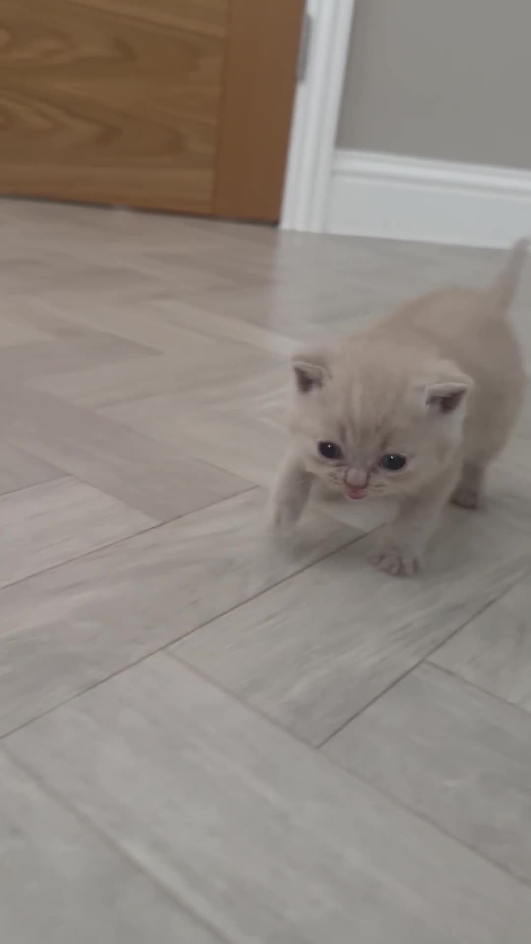 British Shorthair cats for sale: British shorthair boys and one girl cream/lilac  - Video 4