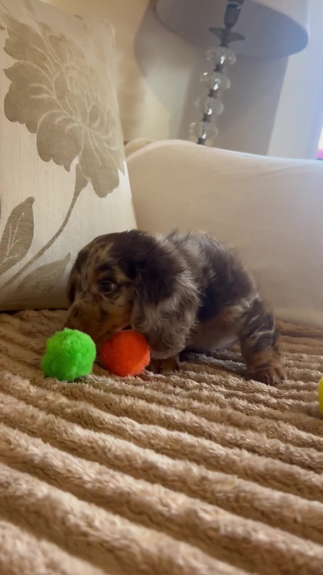 Dachshund dogs for sale: Kc puppy’s available now  - Video 3