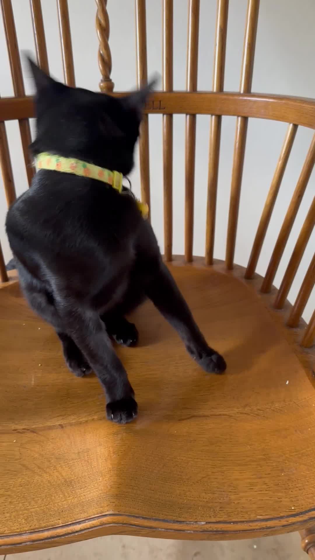 Bombay cats for sale: Beautiful Rare Female Pedigree Bombay Cat GCCF Reg - Video 1