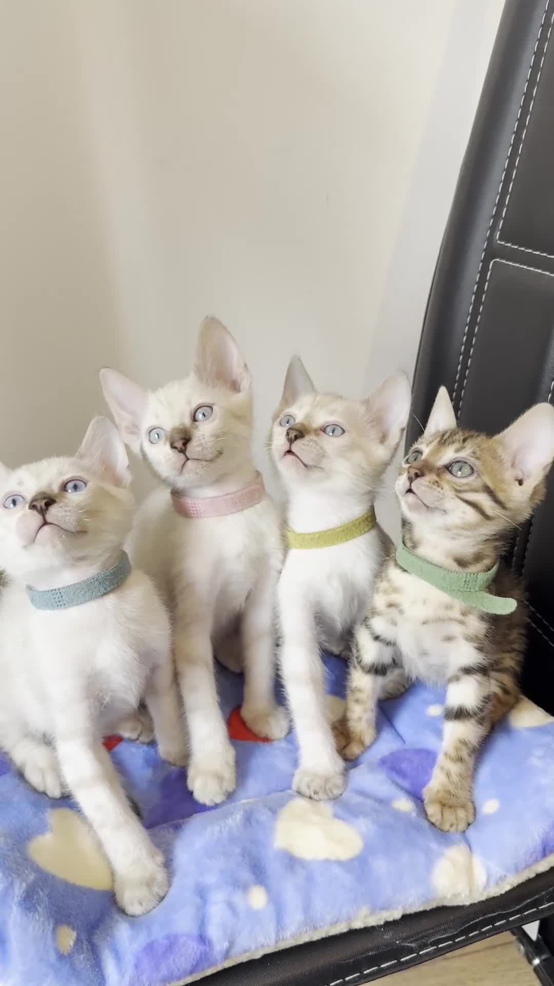 Bengal cats for sale: Pedigree Snow Bengal Kittens with TICA - Video 2