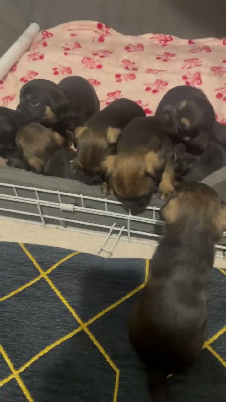 Border Terrier dogs for sale: Kc registered border terrier pups for sale  - Video 1