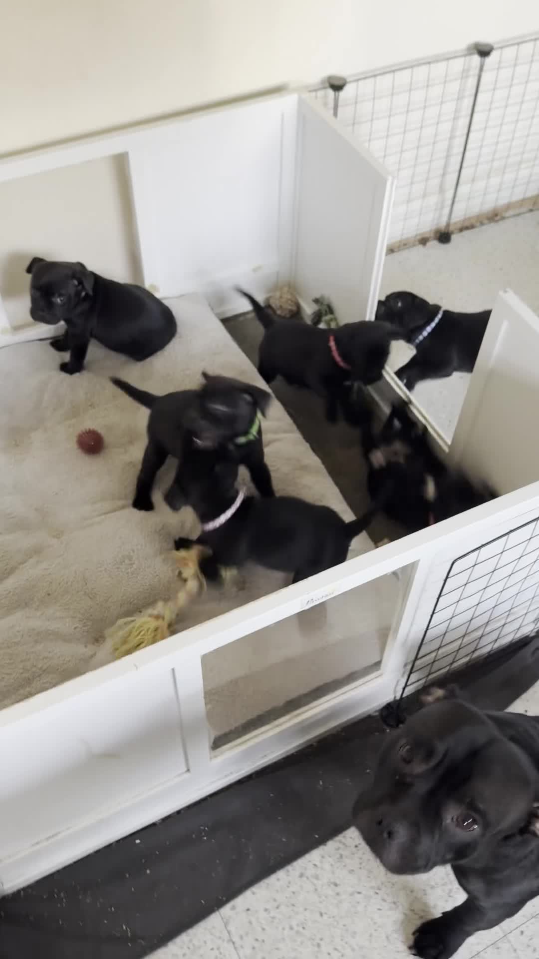 Staffordshire Bull Terrier dogs for sale: Staffy puppies looking for their forever homes - Video 2