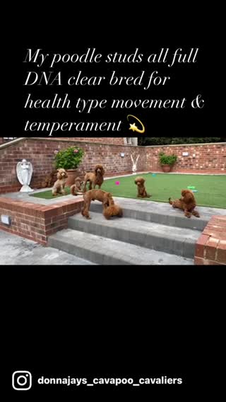 Miniature Poodle dogs for stud: Donnajays Professional Lisenced health tested  in Stafford - Video 1
