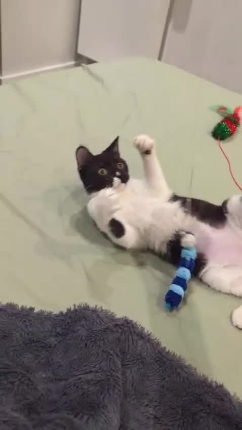 Mixed Breed cats for adoption: DAISY 6M USED TO CALM DOG-CUTE AS A BUTTON - Video 1