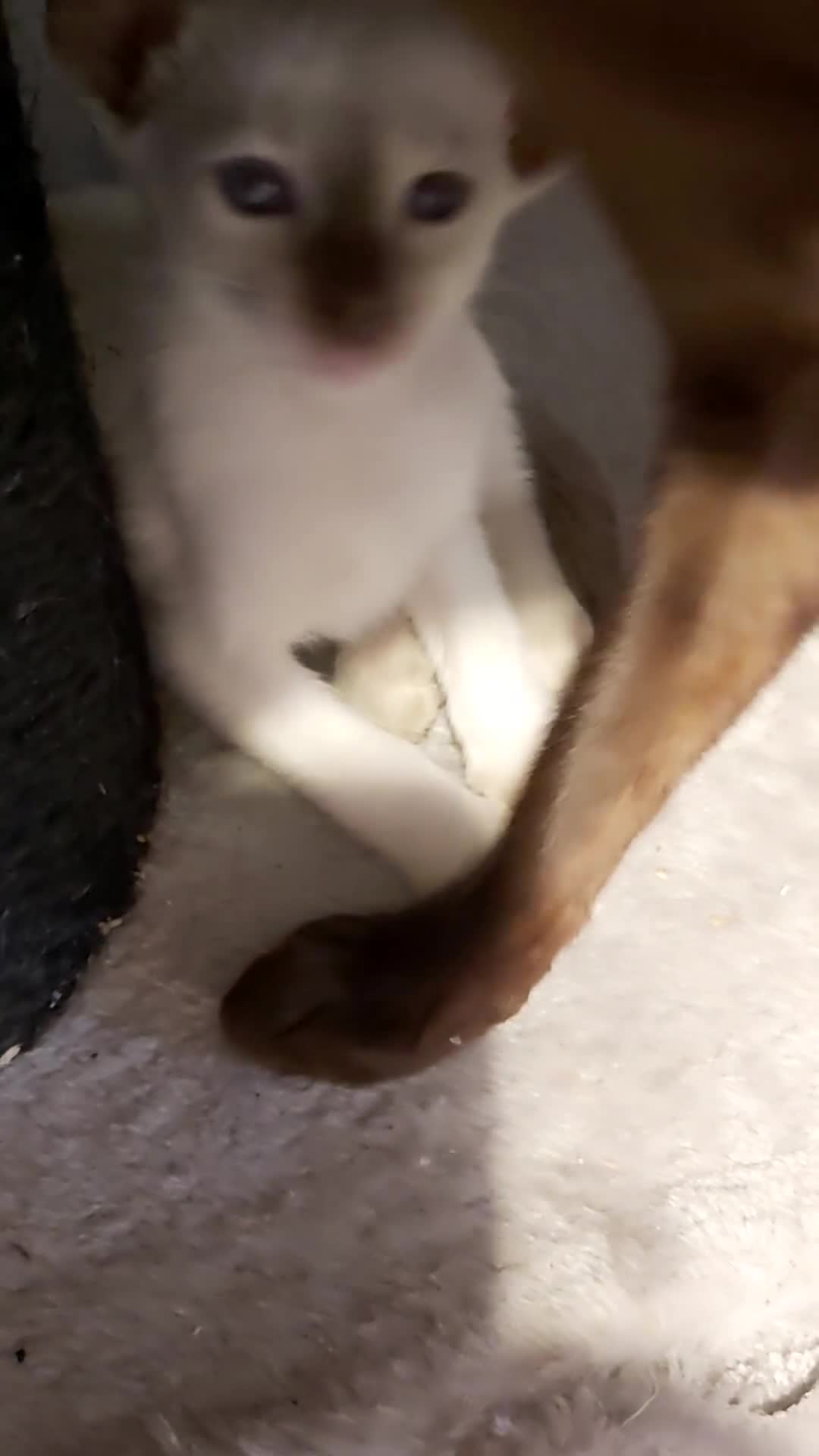 Oriental cats for sale: Full Pedigree Oriental 6 Kittens XL size ears GCCF - Video 1