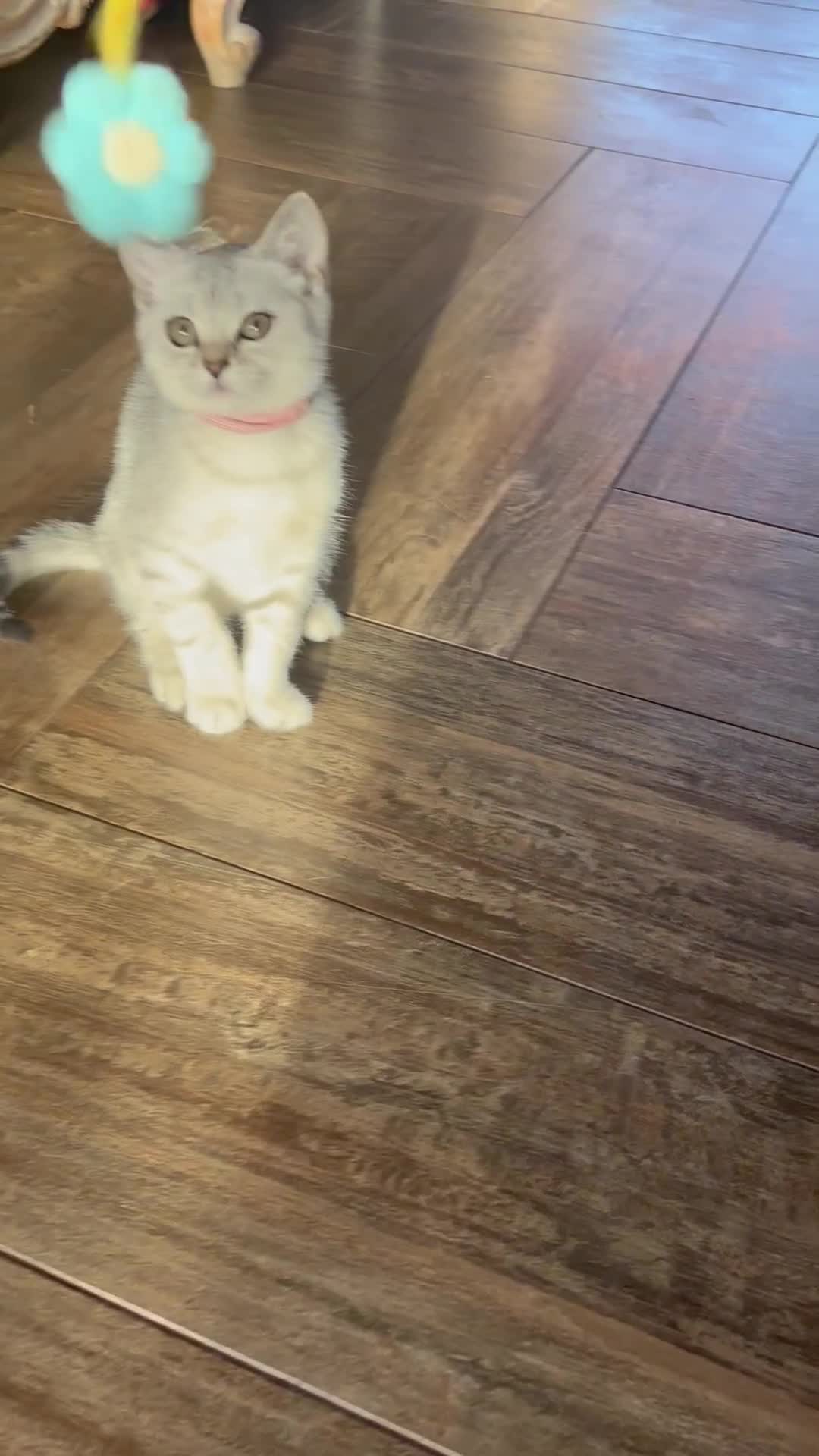 British Shorthair cats for sale: 🐾🌟 Stunningly Rare Silver Tipped (ns12) BSH 🌟🐾 - Video 1