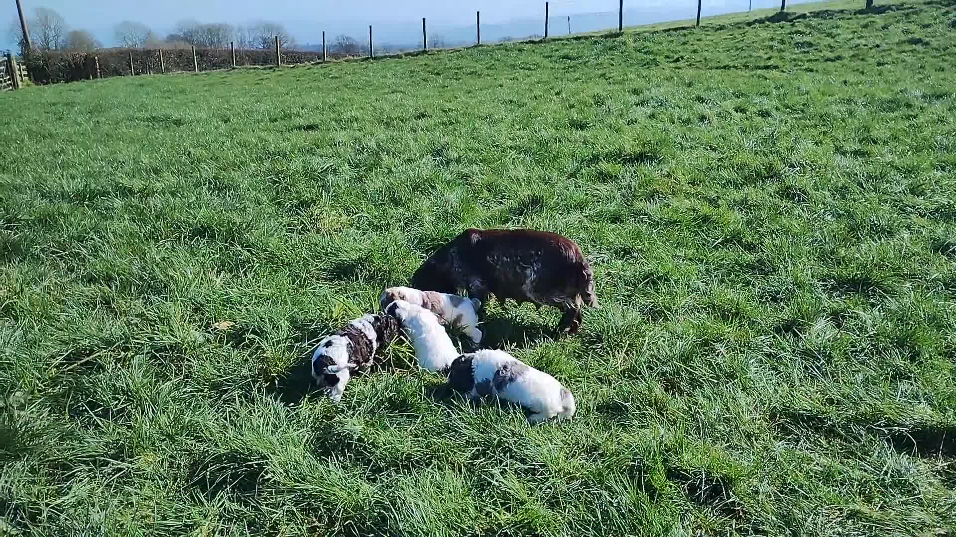 Cockapoo dogs for sale: Cockapoo Puppies F1  - Video 1