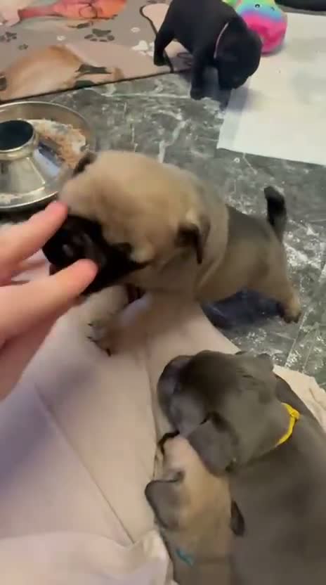 Frug dogs for sale: Beautiful frug puppies (5girls & 4boys) - Video 2