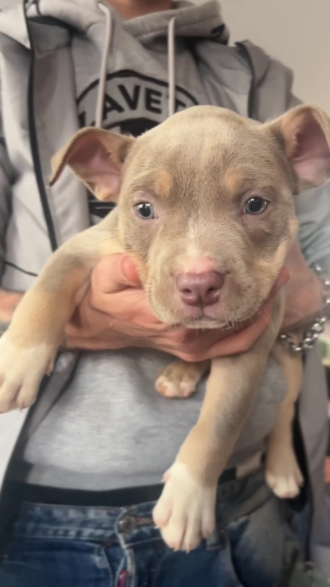 American Bully dogs for sale: Pocket Bully Litter - Video 2