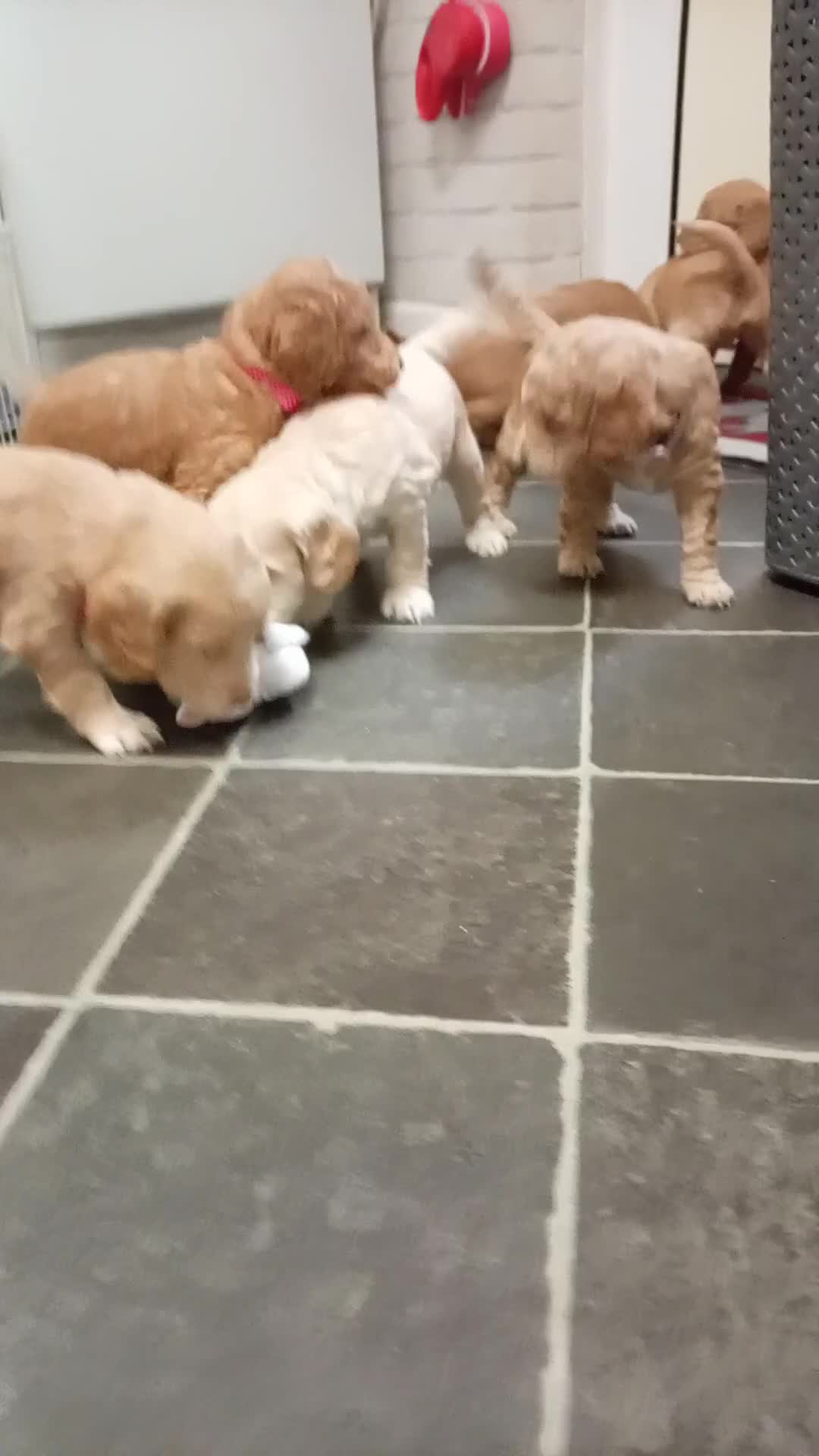 Cockapoo dogs for sale: 8 Beautiful Cockapoo Puppies - Video 4