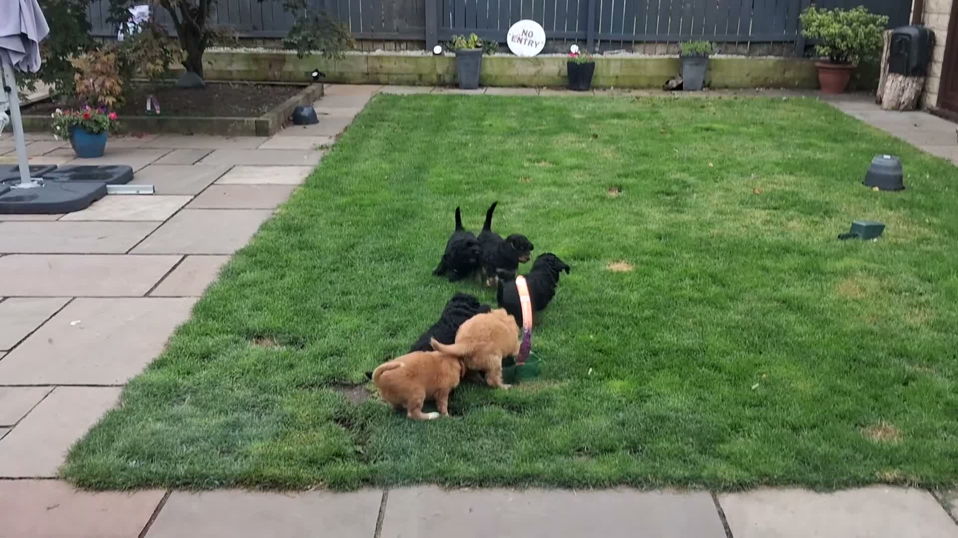Cockapoo dogs for sale: F2 Cockapoo **1 Male left** - Video 1