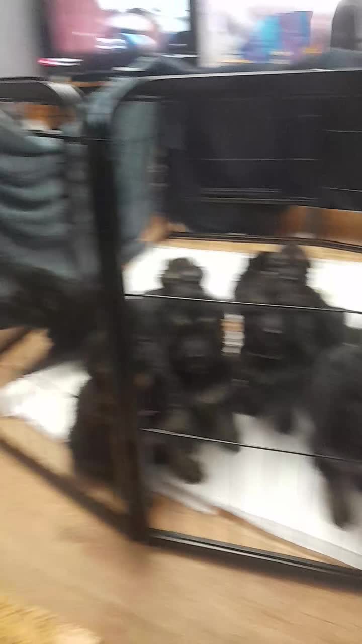 German Shepherd dogs for sale: LAST 3 PUPS READY TO GO NOW - Video 2