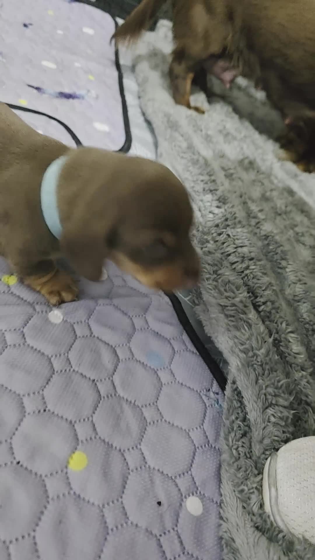 Miniature Dachshund dogs for sale: Mini dashunds puppies in Canterbury - Video 2